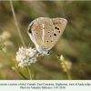 polyommatus cyaneus shamil daghestan female 1